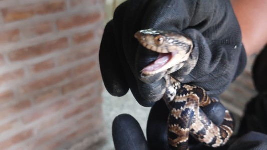 Santa Fe: encontraron una serpiente en una escuela