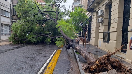Un inmenso árbol cayó en calle Catamarca
