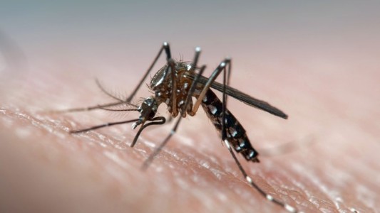 Dengue: hay 16.832 casos de dengue confirmados en la Provincia