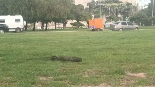 Rosario: Encuentran un artefacto explosivo en el río, frente al Monumento a la Bandera