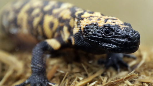 Murió tras ser mordido por un lagarto venenoso que compró para tener como mascota