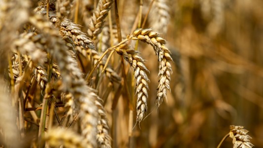 Mala noticia en el agro: por una plaga, la cosecha de maíz será inferior a la prevista