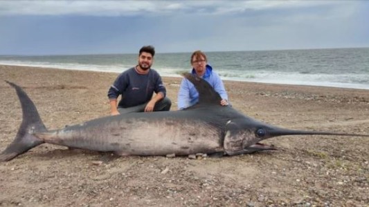 Hallaron varado a un pez espada de casi 300 kilos en la costa de Chubut