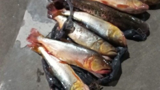 En operativos conjuntos secuestraron pesca ilegal en Santa Fe y Córdoba