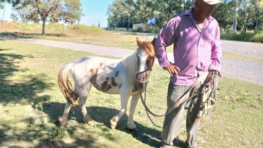 El municipio dio en adopción dos caballos rescatados de la vía pública