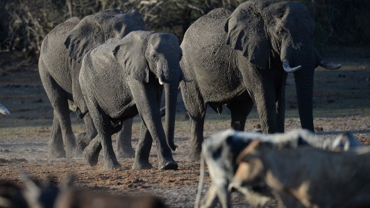 Por qué un país africano amenazó a Alemania con mandarle 20.000 elefantes