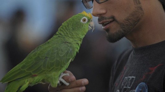 Se enteró que su esposa le era infiel gracias a sus loros