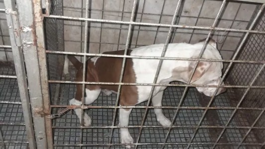 Córdoba: un pitbull atacó brutalmente a un niño en bicicleta e imputaron a su dueña