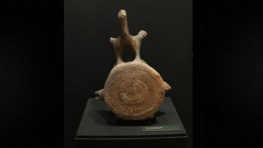 Restituyen restos de una ballena fósil a un museo de Villa Gobernador Gálvez