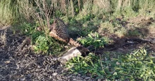 Imágenes sensibles: por la crisis faenan caballos para hacer milanesas, chorizos y hamburguesas