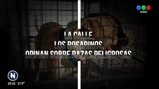 Qué piensan los rosarinos: ¿Hay perros peligrosos?