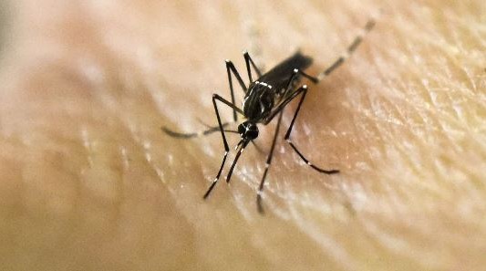 El dengue en la Argentina ya acumula más de 315 mil casos