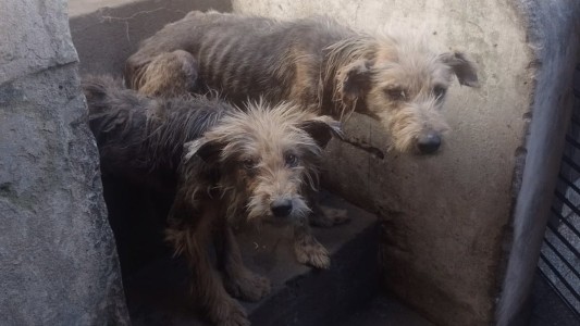 La municipalidad rescató 45 animales maltratados en menos de cinco meses