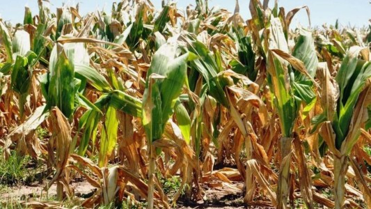 La peor campaña de maíz en una década deja un duro panorama