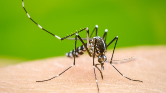 Dengue: tercera semana con descenso de la curva de casos