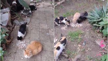 Denuncia por gatos abandonados en una casa en zona sudoeste