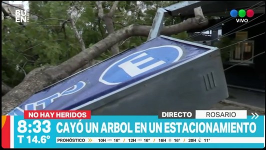 Árbol caído en un estacionamiento de Rosario: cuatro autos aplastados