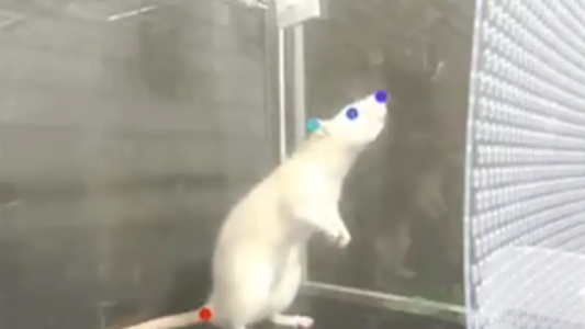 Las ratas tienen oído musical