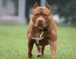 Roldán: piden más seguridad y control de perros peligrosos