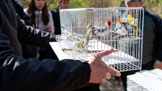 Aves en peligro de extinción que se encontraban en una casa fueron rescatadas