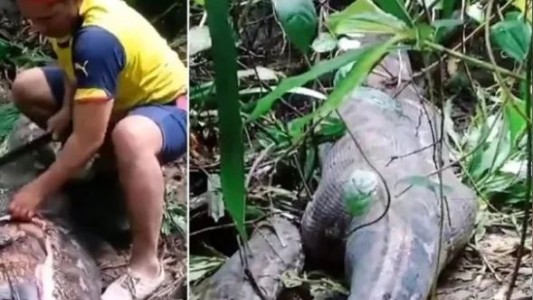 Estremecedor: encuentra a una mujer desaparecida en el estómago de una pitón de 5 metros