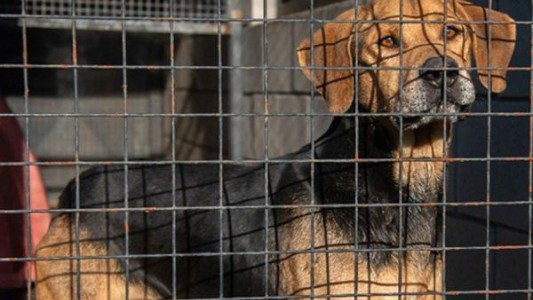 Proponen beneficios impositivos para quienes adopten perros y gatos