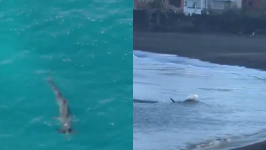 Un tiburón sembró el pánico en una playa de Gran Canaria