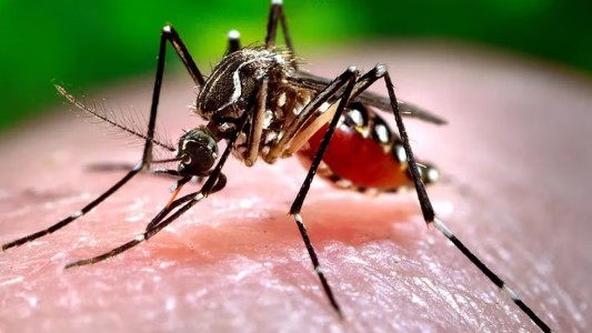 Dengue en Argentina: se registron más de 529 mil contagios