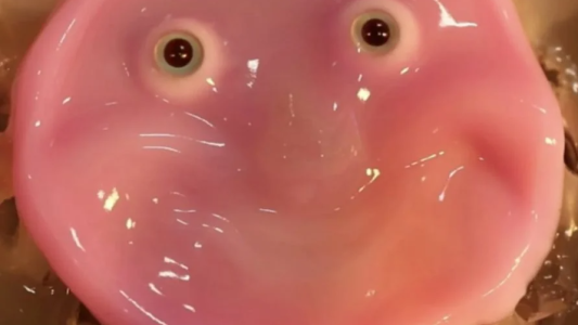 Científicos crean robot sonriente con piel "viva"