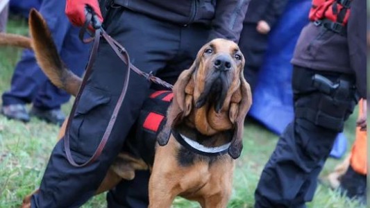 Caso Loan: nuevos rastrillajes en un campo de la funcionaria detenida