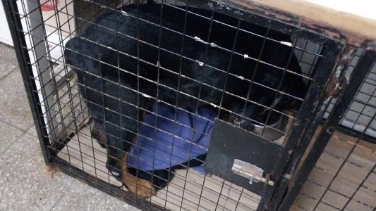 Zona oeste: un perro rottweiler fue retenido tras morder a una vecina