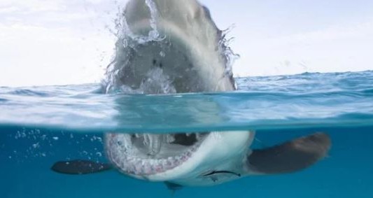 Atrapó a un tiburón, sufrió una severa mordedura y fue salvado por socorristas