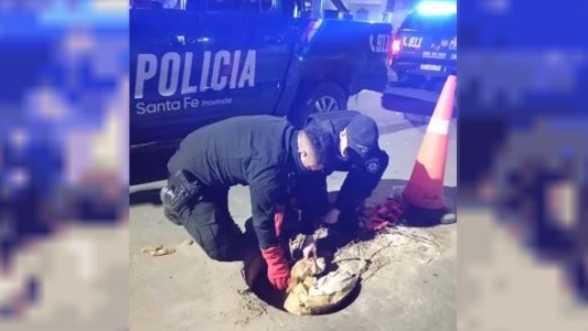 Salvaron a un perro que cayó a una boca de tormenta en Rosario