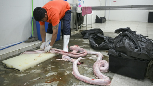 Proponen la carne de serpiente como alternativa para una dieta rica en proteínas
