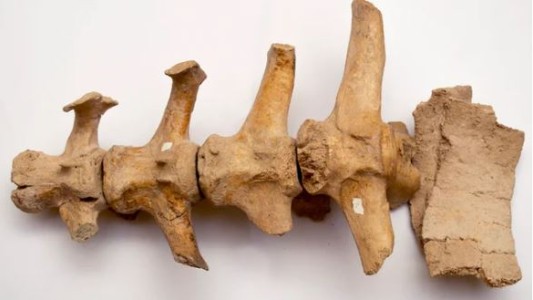 Hallaron restos de un Gliptodonte con marcas de origen humano en la provincia de Buenos Aires