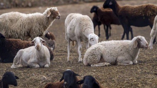 Grecia: Investigan si enterraron ovejas vivas para combatir la peste ovina