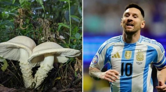 Insólito: descubren un nuevo hongo y lo bautizan “Messi”