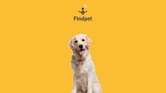 Findpet: la nueva herramienta gratuita para los refugios de adopción