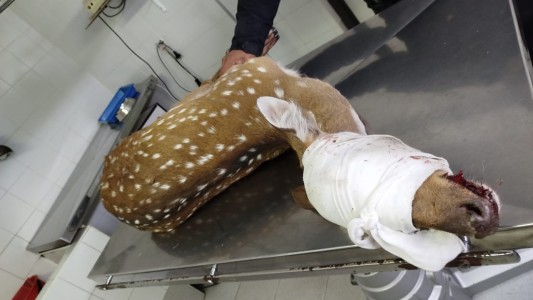 Rescataron a un ciervo herido en San Lorenzo