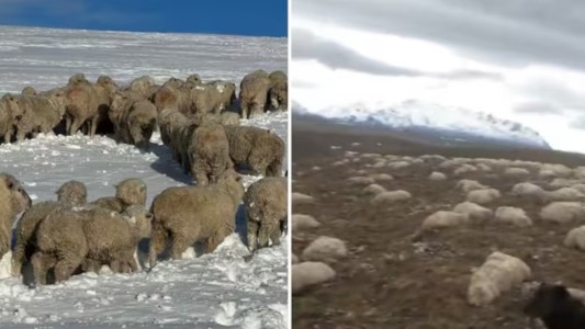 "Las ayudas llegaron tarde": se derritió la nieve en su campo y halló más de 2000 ovejas muertas