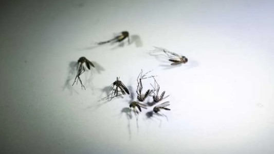 El Ministerio de Salud refuerza los cuidados durante el invierno para prevenir el dengue