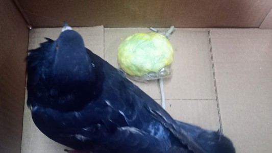 Otra paloma en la cárcel de Coronda: intentaron utilizarla para transportar drogas