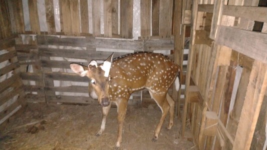 Rescataron un ciervo en Timbúes
