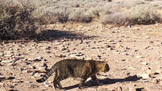 Científicos estudian en Chubut una población de gatos que vive aislada del ser humano