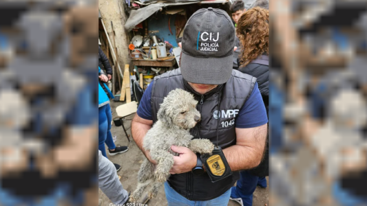 Rescataron más de 30 perros de un predio abandonado