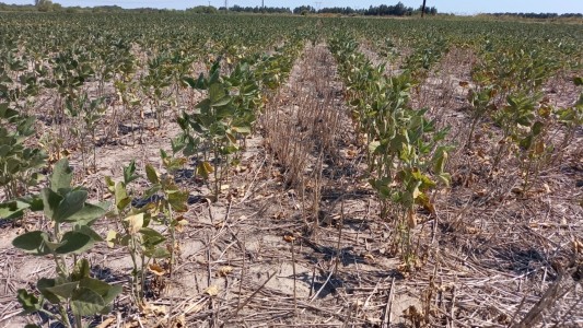 Declaran emergencia agropecuaria en cuatro departamentos de Santa Fe