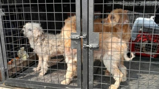 Rescataron a diez animales en extremo estado de vulnerabilidad