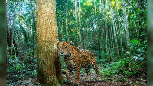 Una cachorrra de yaguareté murió atropellada por una camioneta de servicios turísticos en Iguazú