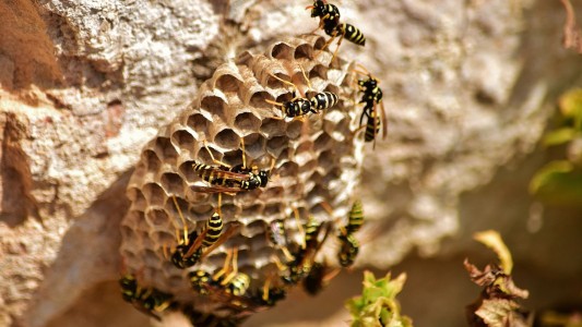 Fue a orinar a un árbol y lo picó un centenar de avispas: terminó en terapia intensiva