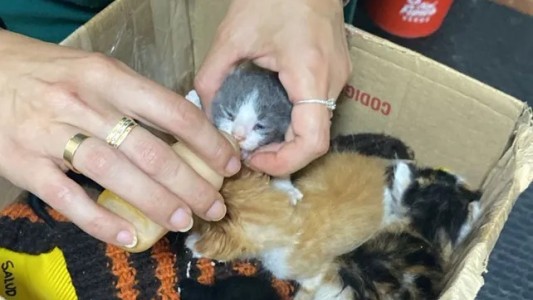 Funes: bomberos rescataron cinco gatitos bebés que estaban atrapados en un desagüe